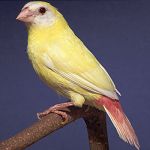 0,1 Dreifarben-Papageiamadine - Lutino