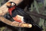 Senegalfurchenbartvogel