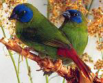 1,1 Dreifarbige Papageiamadine