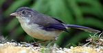 Blauflügelsonnenvogel (Siva c. sordida)