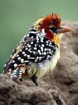 Ohrfleckbartvogel (Trachyphonus d. darnaudii)